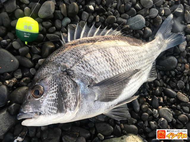 渚釣りの釣果クロダイ